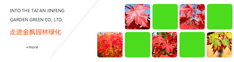 泰安金楓園林綠化有限公司